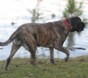 DKB Angus Gorgeous Girl Rory