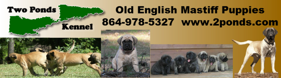 English 
Mastiff Puppies for Sale