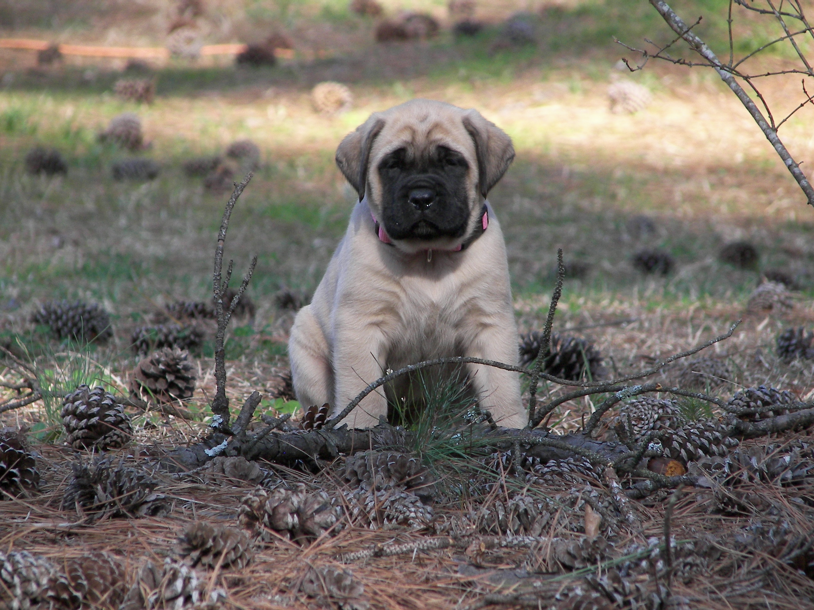 old english mastiff puppies for sale near me