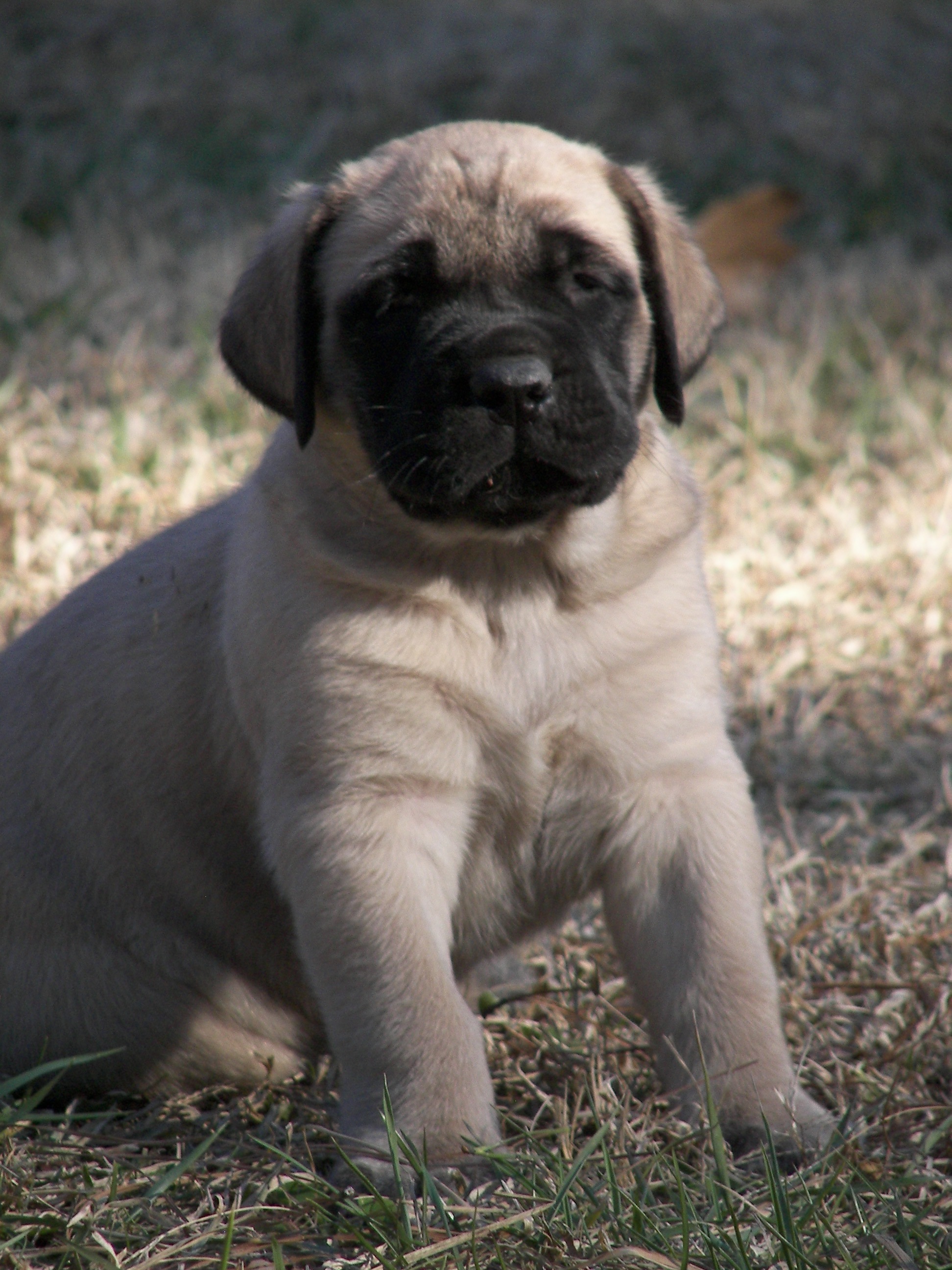 english mastiff puppies for sale