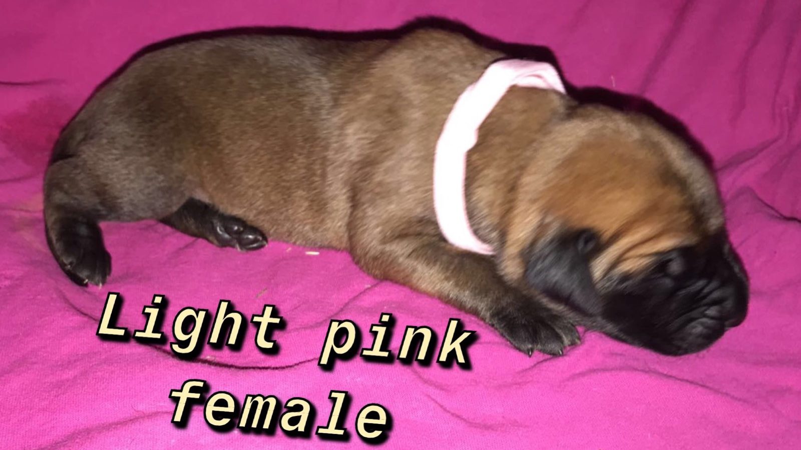 Image-light pink FF