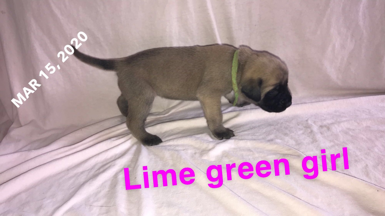 lime green FF -3w