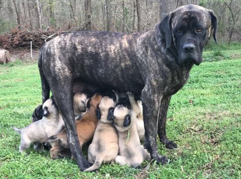 mom and pups 5 w