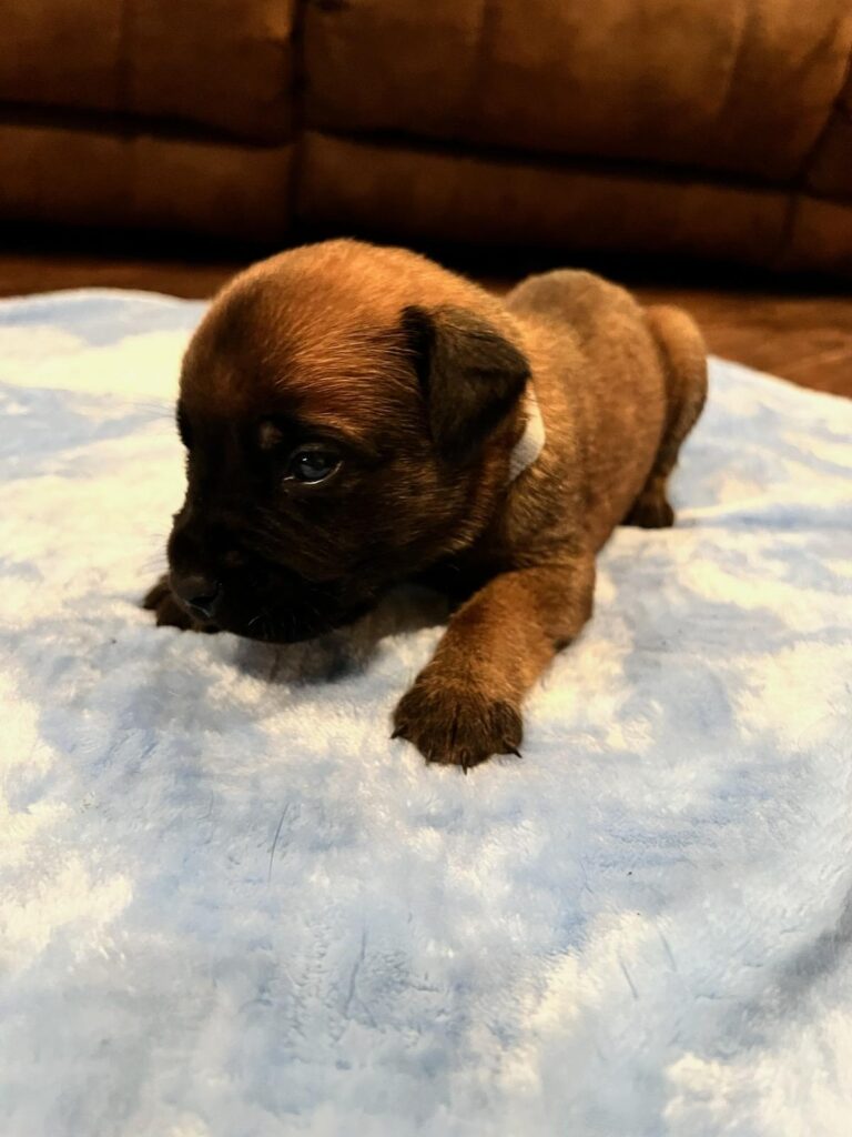 Available Puppies « Mastiff Puppies for sale – Two Ponds Kennel